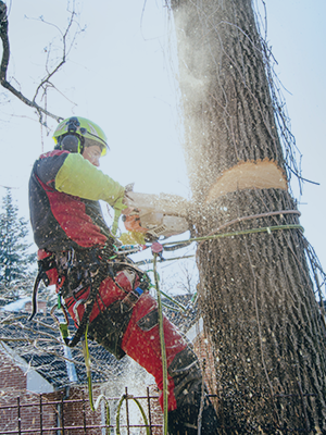 Tree Services